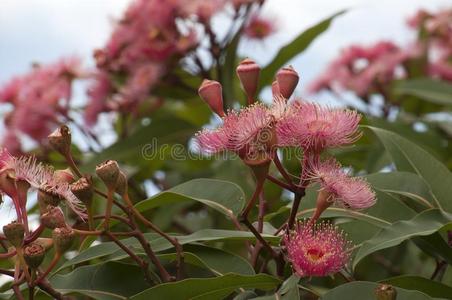 红色国粉红色的花关于一australi一本国的开花口香糖树照片