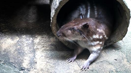 地道有斑点的无尾刺豚鼠大老鼠或刺豚鼠啮齿目动物动物一次采用ra采用