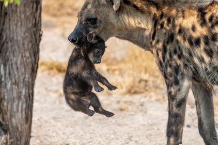 母亲和婴儿鬣狗在他们的全部的相互作用采用博茨瓦纳采用照片