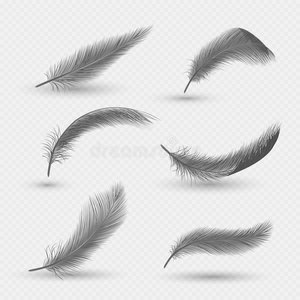 天鹅绒毛素材图片