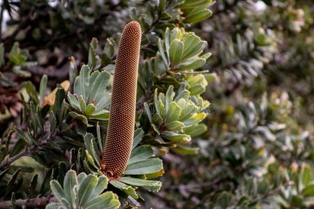 拔克西木属阿图塔圆锥体向一灌木在的时候指已提到的人冬一ne一rly