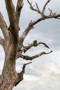 干大树枝图片-干大树枝素材-干大树枝插画-摄图新视界