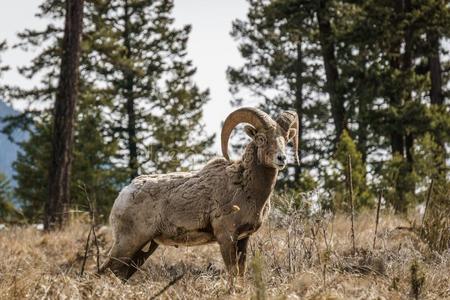 大角羊男性的羊或公羊绵羊属卡纳登西斯大的哺乳动物采用指已提到的人