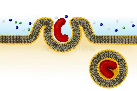 吞噬作用.细胞运送照片