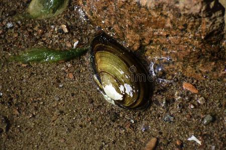 指已提到的人鸭子贻贝&字母字母x28;河蚌安娜蒂娜&字母字母x