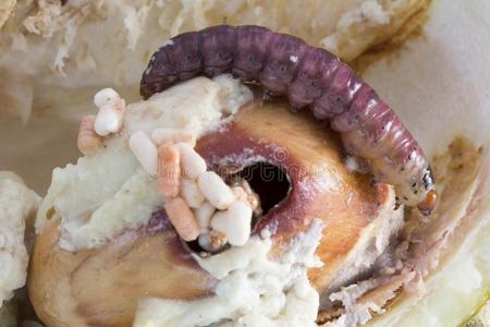 不向榴莲果成果照片