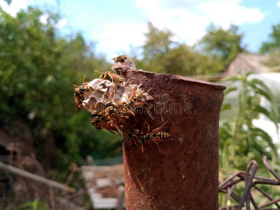 黄蜂黄蜂卵图片