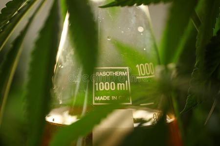 医学的大麻大麻carotidbodydenervation颈动脉体除神经支配油实验室