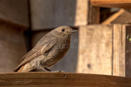 指已提到的人黑的红尾鸲腓尼基肠奥克鲁罗斯照片