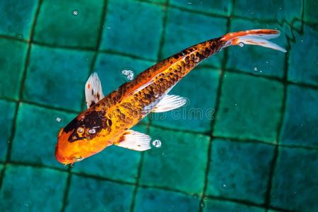 一认为挑剔或废物或锦鲤鱼或ange或照片