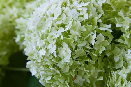 白色的八仙花属阿博雷斯肯斯安娜贝勒,后的盛开的,绿色的看见照片