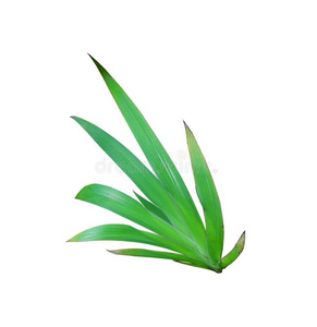 黑莓百合热带的绿色的自然绿色的百合花叶子模式照片