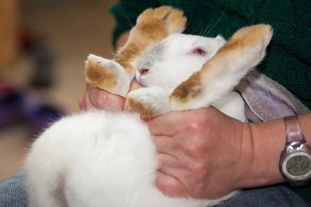 一兽医阉割兔子向指已提到的人农场和一surgic一linsert插入键照片