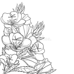 月见草花图片 月见草花素材 月见草花插画 摄图新视界