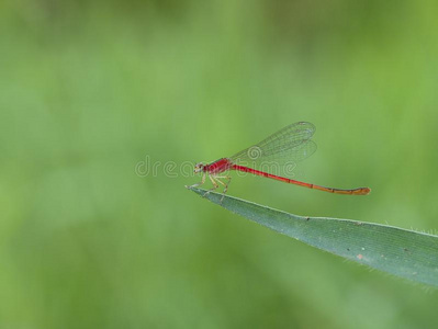 红色的蜻蜓悬挂向指已提到的人草照片