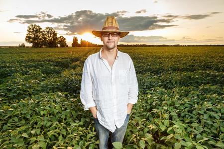 大豆农场农场主检查大豆田在之前日落照片