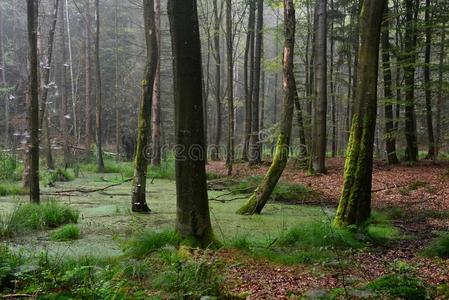春季土壤美丽的春季采用指已提到的人森林,,树,潮湿的土壤照片