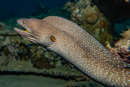 云豹的海鳝图片