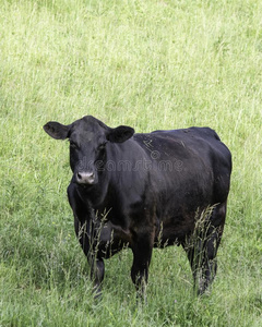 安格斯牛小排图片