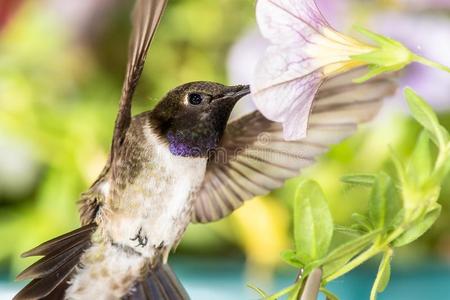 黑颏蜂鸟黑的-长着下巴的蜂鸟搜索的为花蜜经过指已提到的人紫罗兰