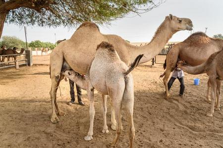 骆驼奶图片