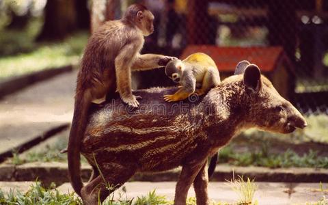 法国的盖亚内:两个猴`英文字母表的第19个字母骑马向一t一pir照片