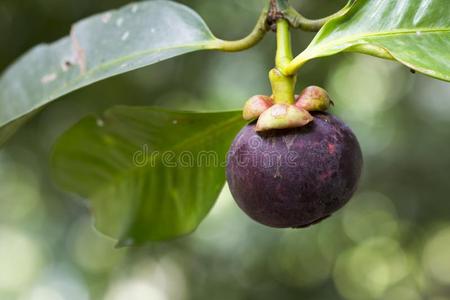 山竹树山竹果成果向树采用泰国花园.