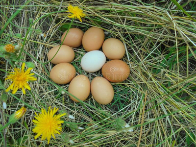 九鸡卵躺向干的干燥的草和黄色的花照片