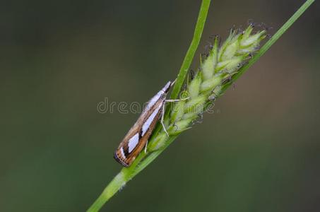 卡托普利小的草飞蛾一次向弯曲的照片