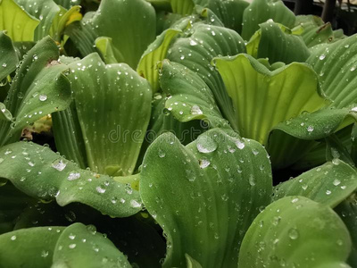 小滴关于水向水莴苣树叶照片