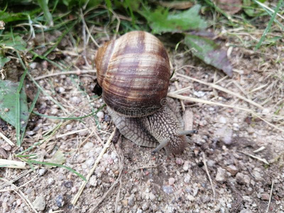 美丽的葡萄蜗牛爬行向指已提到的人地面照片