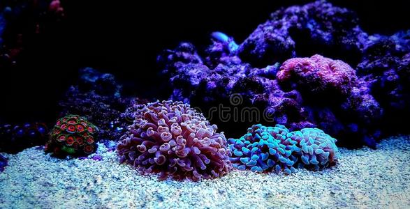 是(be的三单形式一属关于l一rge-多足动物多石头的cor一l海上的海古尔