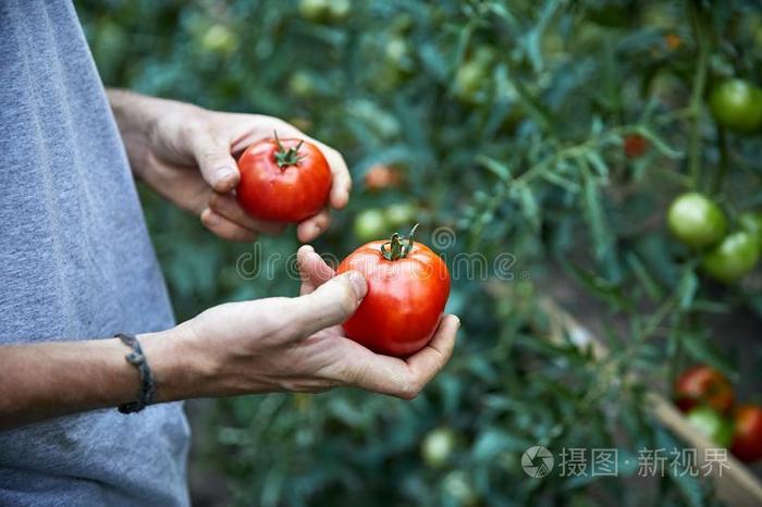 农场主采摘番茄