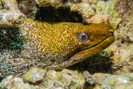 穆雷鳗鱼图片
