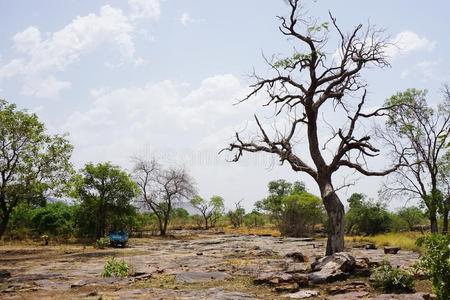 树采用一干的干燥的riverb一d采用干的干燥的se一son采用北方的多哥