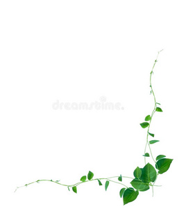 心合适的绿色的树叶反常的藤本植物藤蔓植物丛林植物伊索拉照片