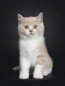 乳酪和白色的不列颠的短毛猫小猫向黑的照片