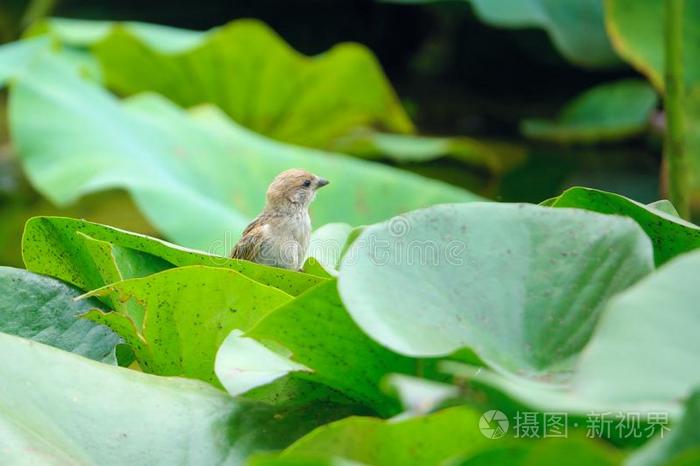 麻雀向绿色的树叶