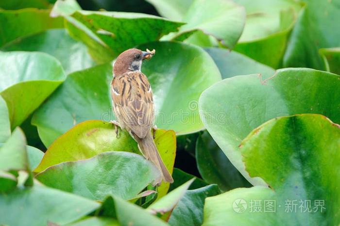 麻雀向绿色的树叶
