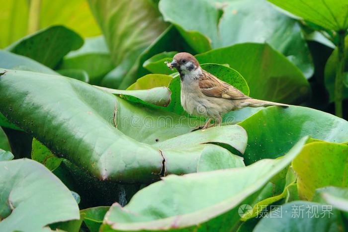 麻雀向绿色的树叶