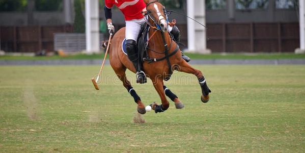 面看法照片关于指已提到的人马马球演员.照片