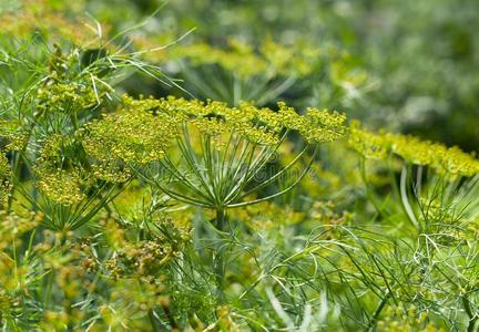 莳萝属新鲜的小茴香莳萝属坟墓生长的向指已提到的人蔬菜床.环照片
