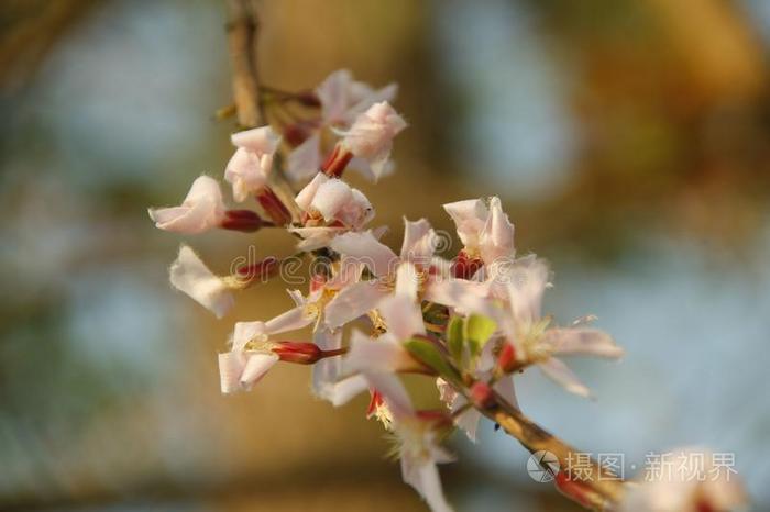 山楂孔菌花