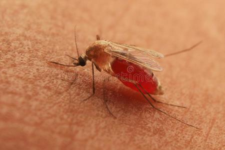 美女的奶被强吸蚊子吸奶的血人皮木头支架照片