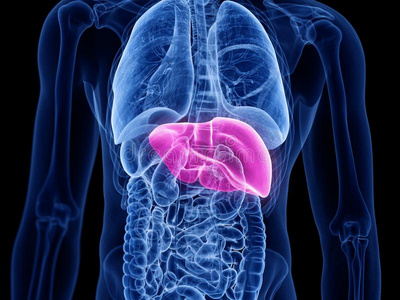 指已提到的人肝脏照片