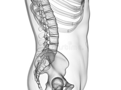 腰部骨骼图片
