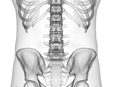 人体腰部骨骼结构图图片