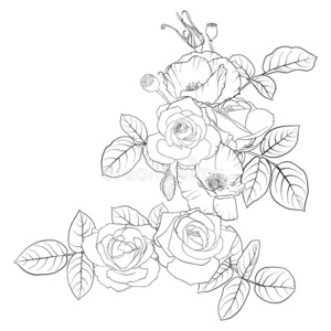 直线线条玫瑰图片