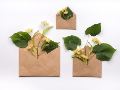 菩提树花采用手艺纸信封向白色的背景照片