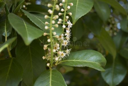 樱桃月桂树花图片 樱桃月桂树花素材 樱桃月桂树花插画 摄图新视界